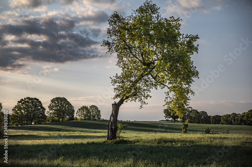 trees in the field morning sunrise