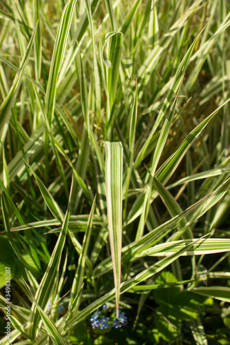 Striped green grass Variegated Sedge 'Ice Dance' (Carex morrowii, foliosissima) with dew drops. Decorative long grass, evergreen sedge with white and green striped foliage.