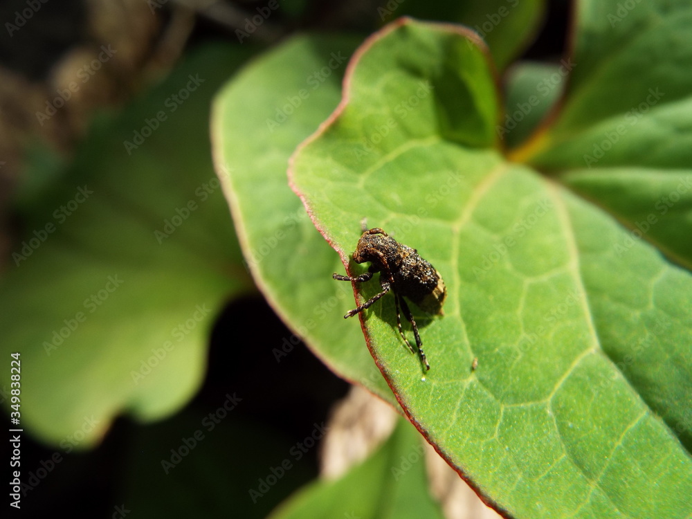 アトジロサビカミキリ longhorn beetle アトジロサビカミキリ longhorn beetle