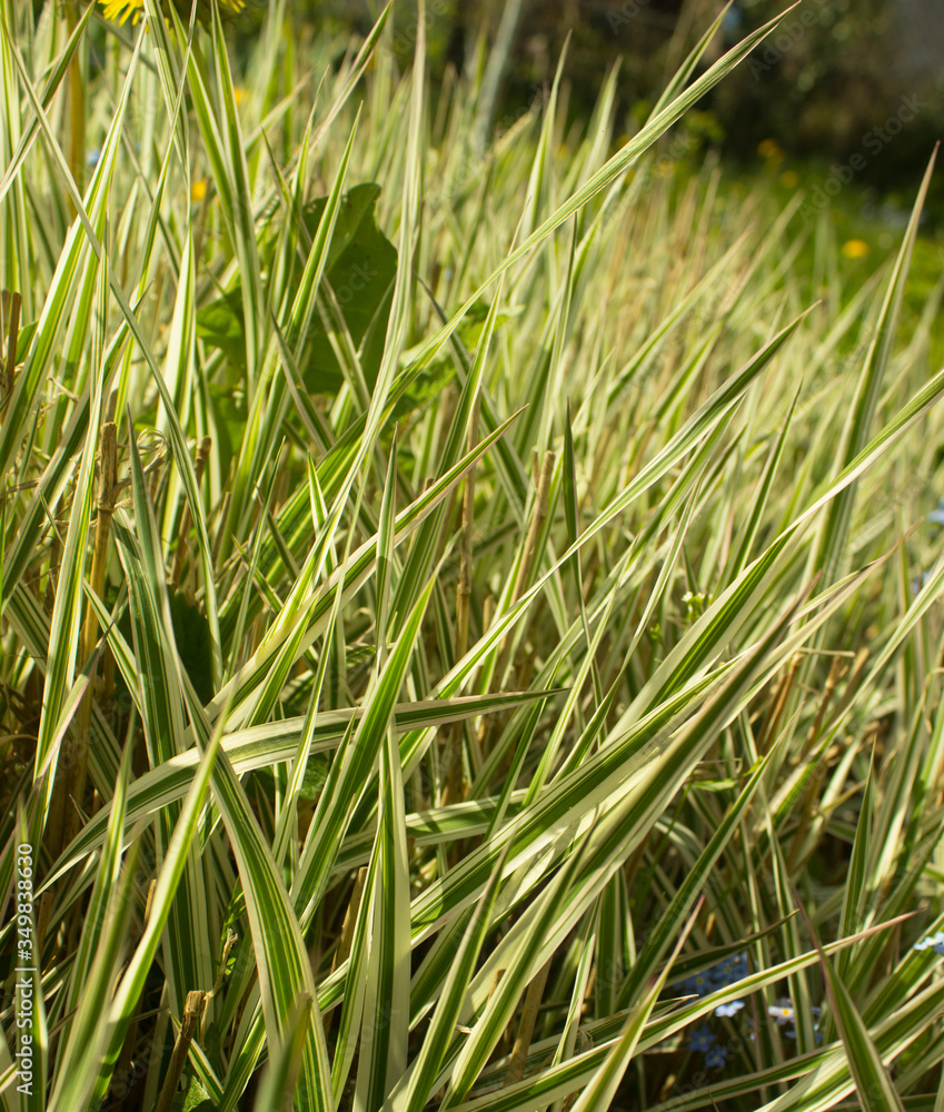 Striped green grass Variegated Sedge 'Ice Dance' (Carex morrowii, foliosissima) with dew drops. Decorative long grass, evergreen sedge with white and green striped foliage. Striped green grass Variegated Sedge 'Ice Dance' (Carex morrowii, foliosissima) with dew drops. Decorative long grass, evergreen sedge with white and green striped foliage.