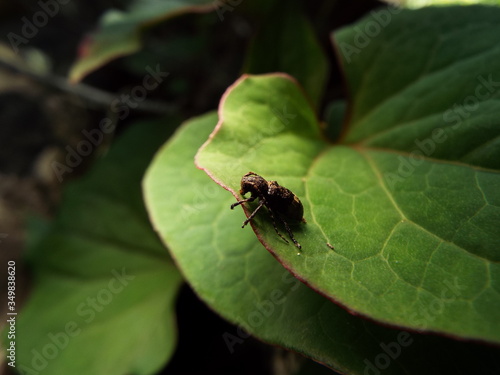 アトジロサビカミキリ longhorn beetle