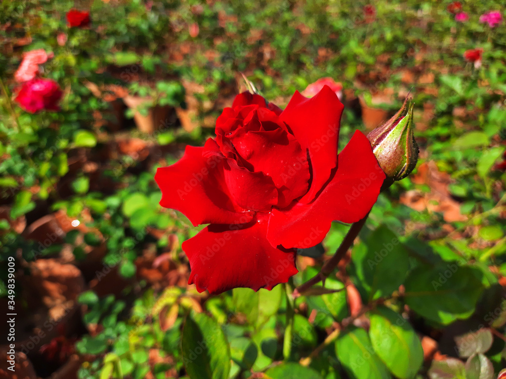 Beautiful rose flowers in nursery, rose flowers in garden Beautiful rose flowers in nursery, rose flowers in garden