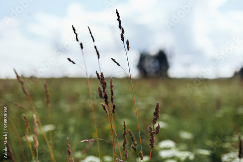  Close-up of a plant in a field