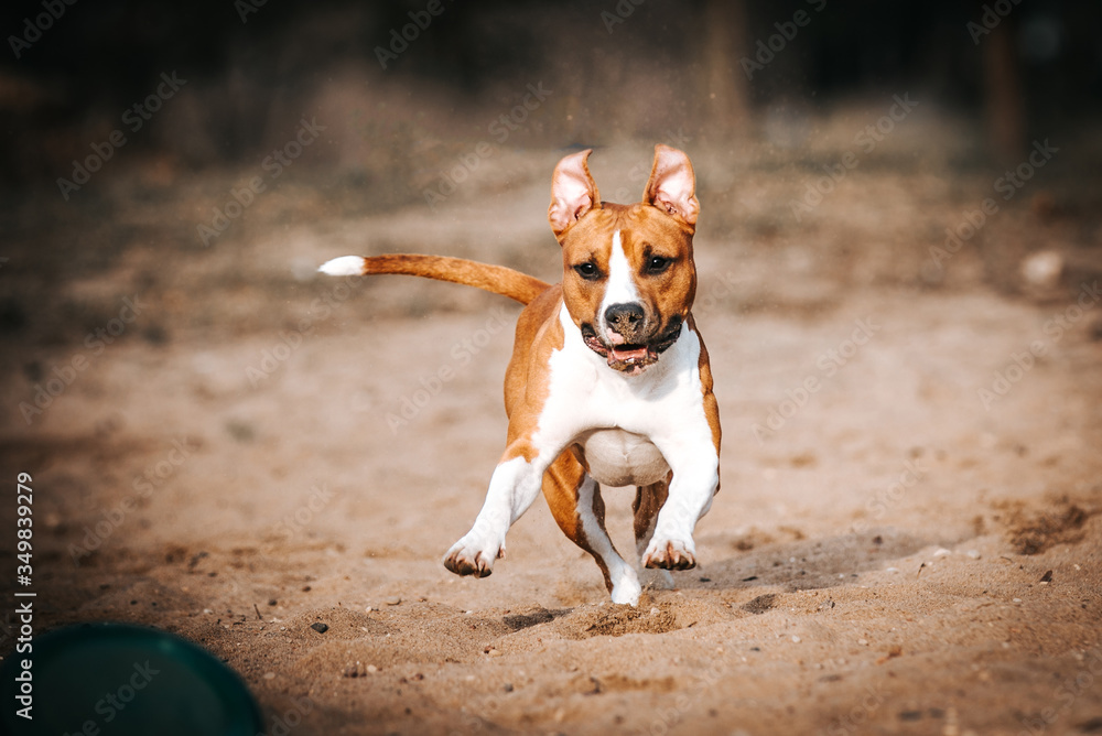American staffordshire terrier in action. Power of dog. Super fit and strong amstaff.	