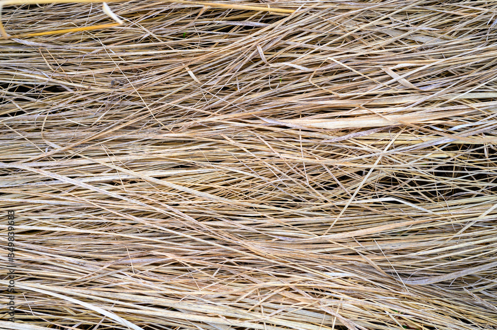 background of a aged dry straw withered heap of grass background of a aged dry straw withered heap of grass