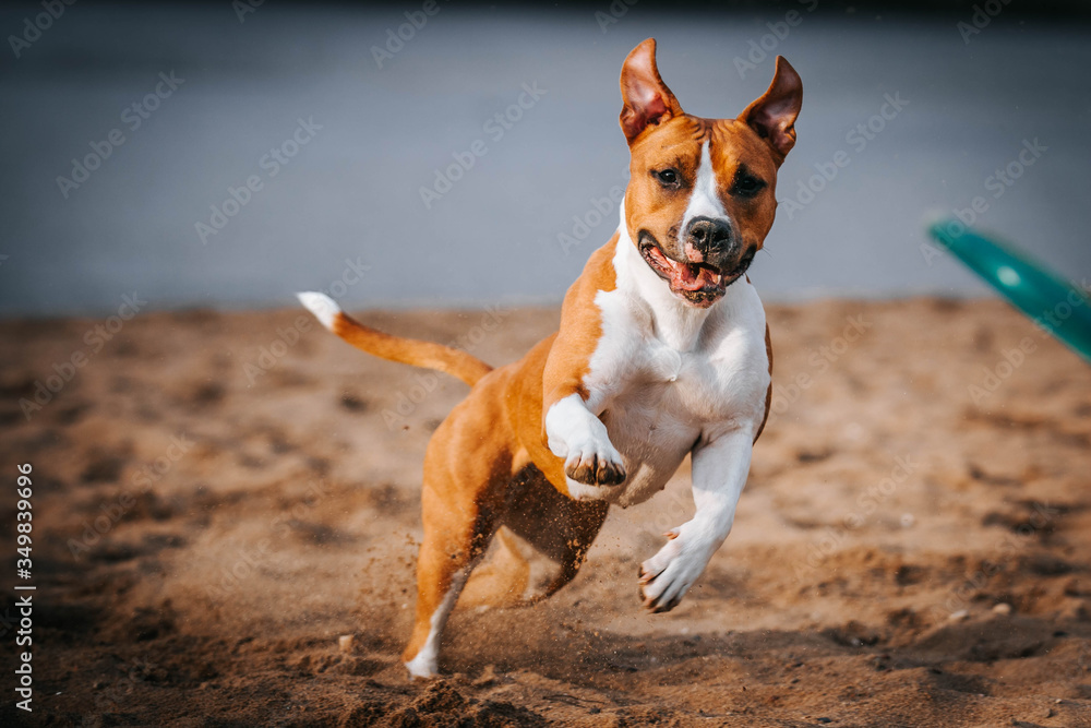 American staffordshire terrier in action. Power of dog. Super fit and strong amstaff. Dog high