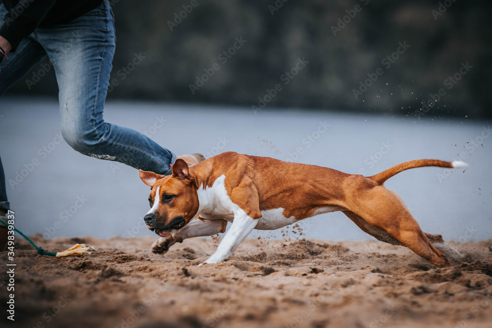 American staffordshire terrier in action. Power of dog. Super fit and strong amstaff. Dog high