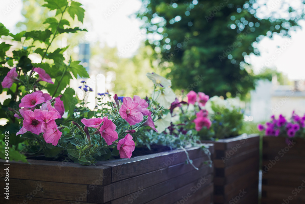 petunia in wooden container flower pot outside, outdoors planting landscaping, vertical stock photo image background