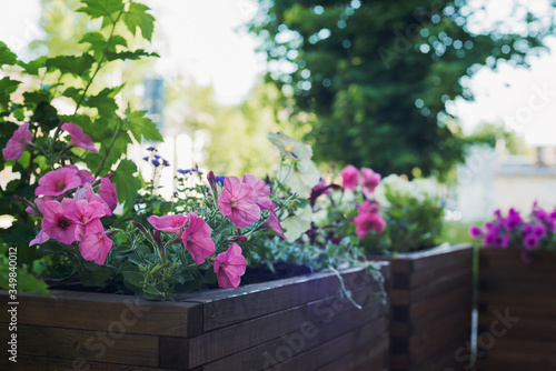 Fototapeta Naklejka Na Ścianę i Meble -  petunia in wooden container flower pot outside, outdoors planting landscaping, vertical stock photo image background