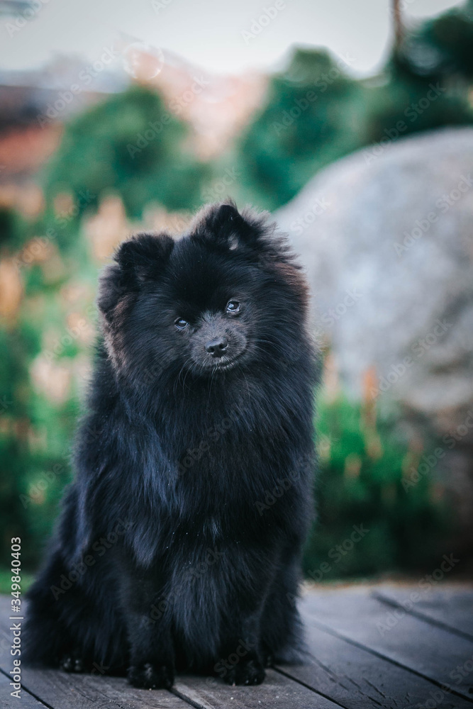 Pomeranian baby posing outside. Small pomeranian puppy. Pomeranian baby posing outside. Small pomeranian puppy.
