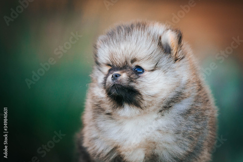 Pomeranian baby posing outside. Small pomeranian puppy. 