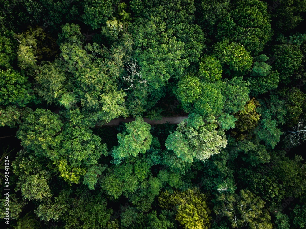 Naklejka premium Aerial view of a bike trail in the city forest Eilenriede in Hannover, Germany.