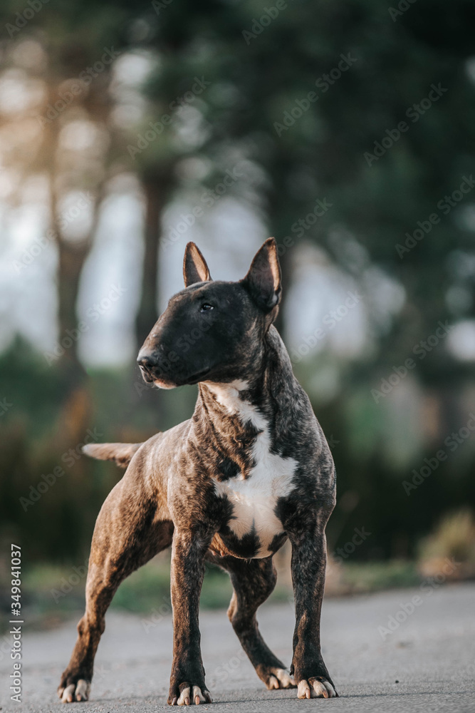 Bull terrier show dog posing. Dog portrait outside.	
