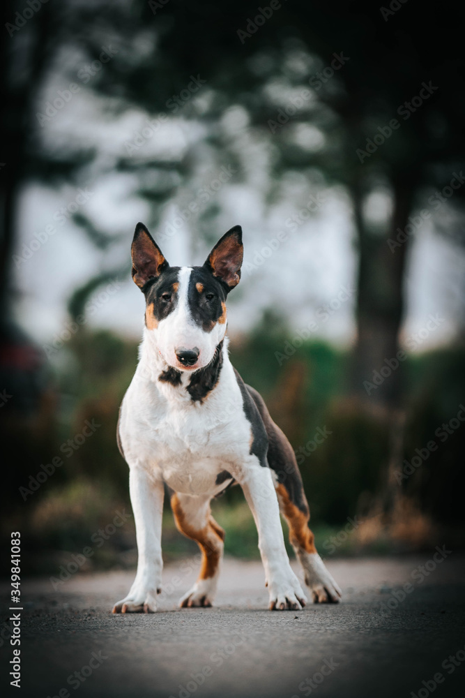 Bull terrier show dog posing. Dog portrait outside. Bull terrier show dog posing. Dog portrait outside.