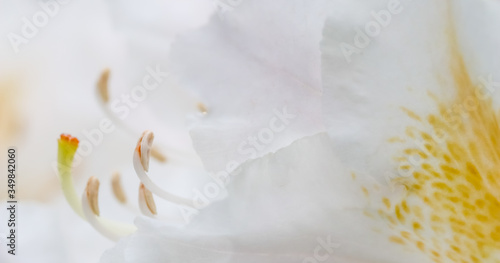 Soft focus  abstract floral background  white Rhododendron flower petals. Macro flowers backdrop for holiday brand design