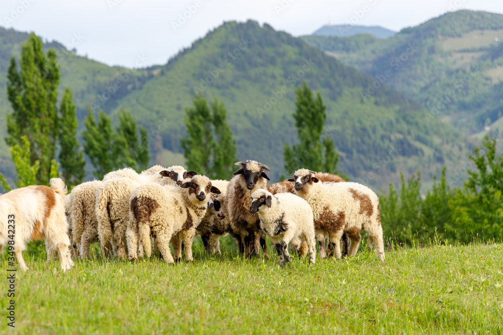 Obraz premium Beautiful spring lambs grazing on field