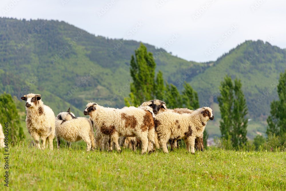 Obraz premium Beautiful spring lambs grazing on field