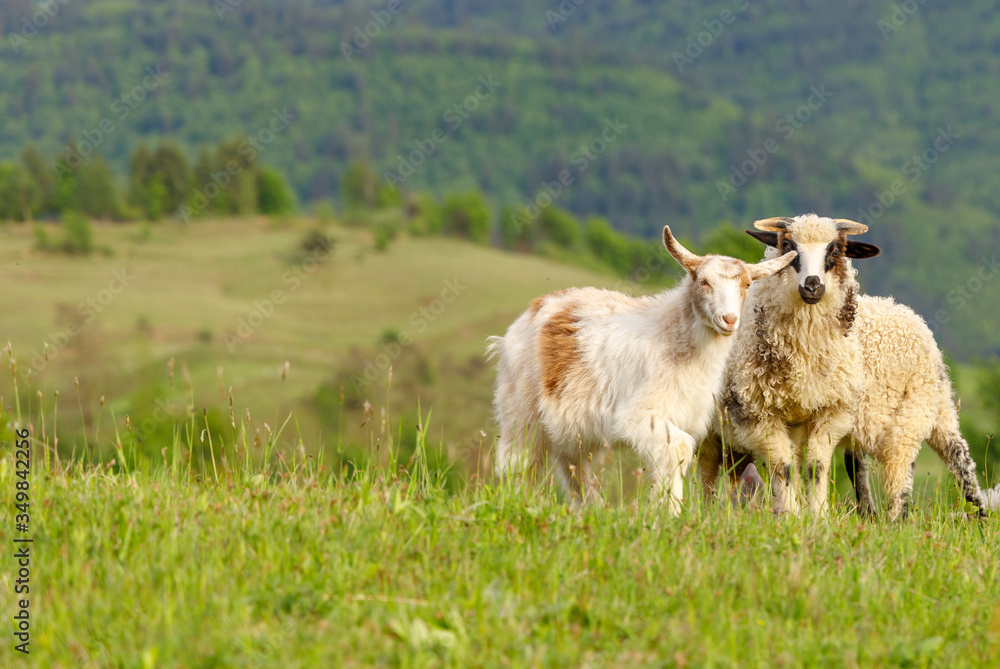 Beautiful spring lambs grazing on field Beautiful spring lambs grazing on field
