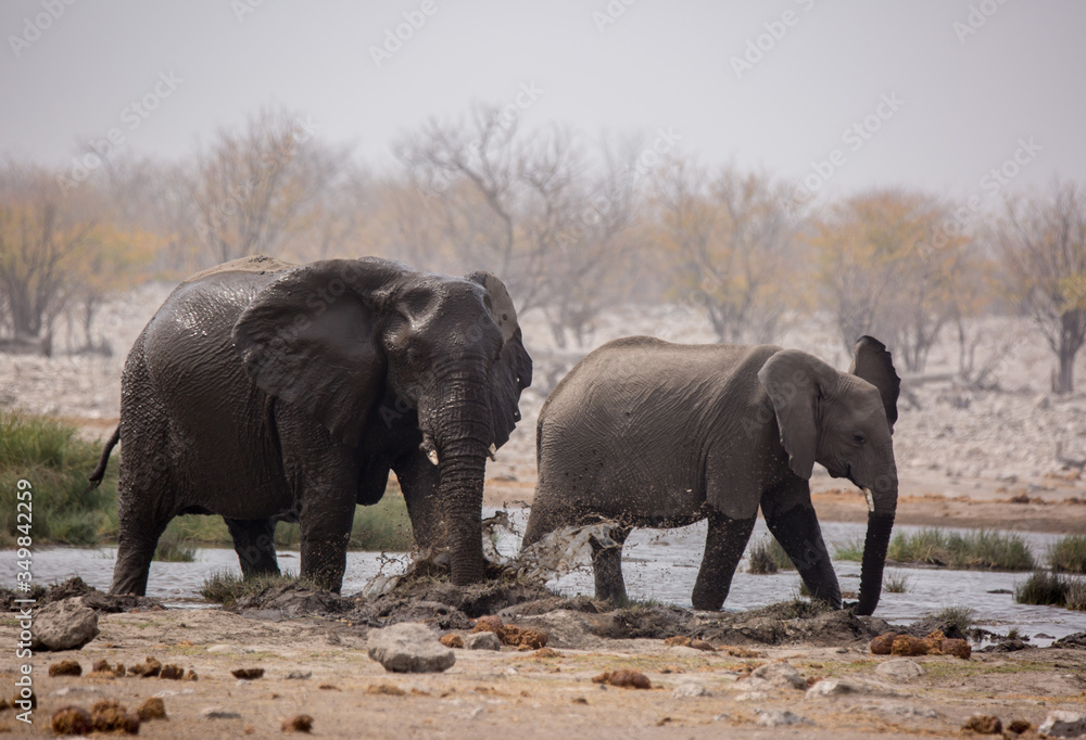 Fototapeta premium Large herd of elephants drinking water and taking mud baths in waterhole with gently touching each other with huge trunks. Africa. Namibia. Etosha national park.