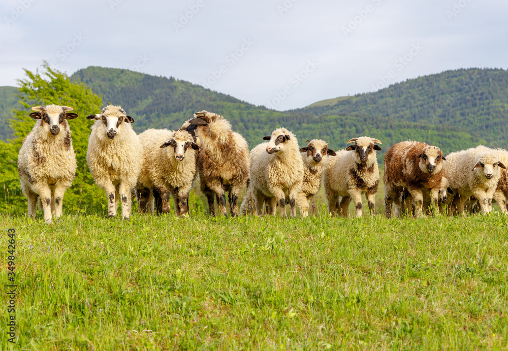 Fototapeta premium Beautiful spring lambs grazing on field
