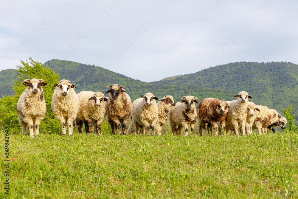Fototapeta premium Beautiful spring lambs grazing on field