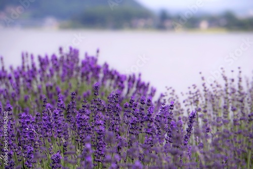 湖岸のラベンダー／Lavender in Lake Kawaguchi , Japan