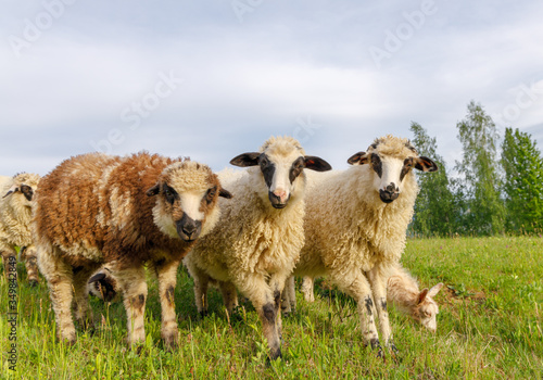 Beautiful spring lambs grazing on field photo