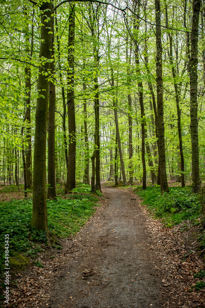 Footpath in the the Sonian Forest in spring with fresh, young foliage in Flanders, Belgium Footpath in the the Sonian Forest in spring with fresh, young foliage in Flanders, Belgium