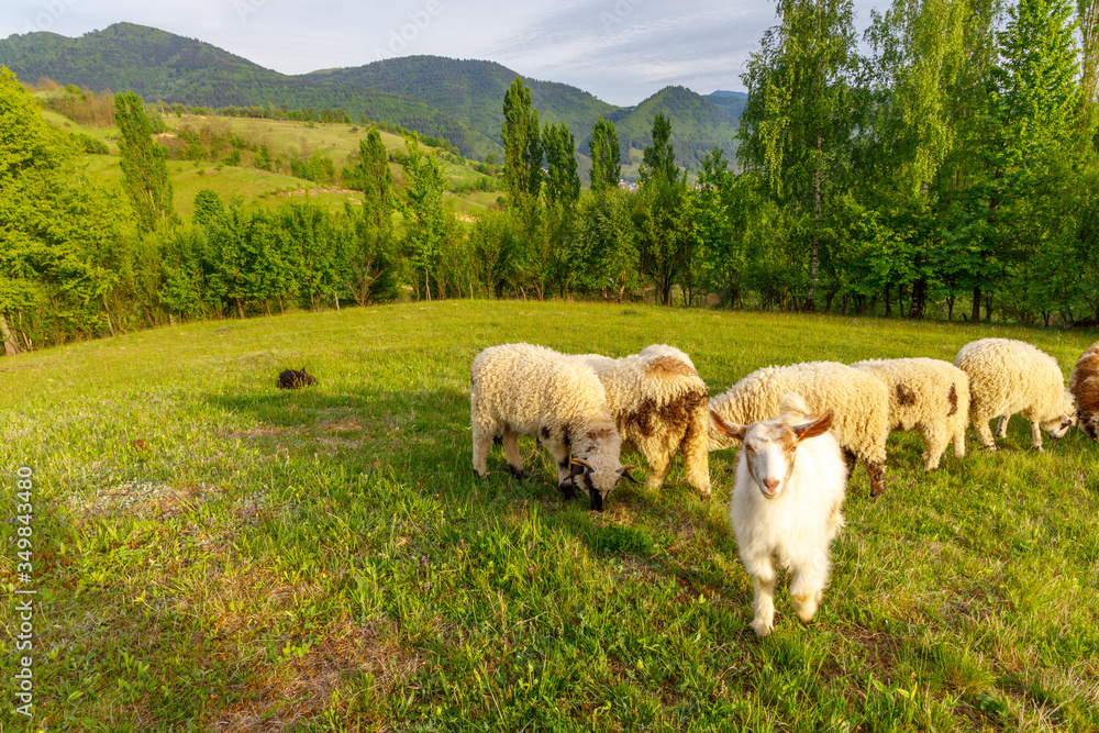 Fototapeta premium Beautiful spring lambs grazing on field