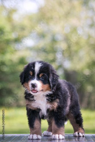 Bernese mountain dog puppy in green background. 