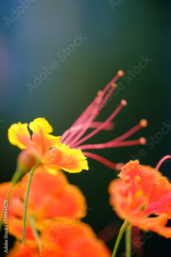 bokeh flower, yellow flower with pollen , website content, background