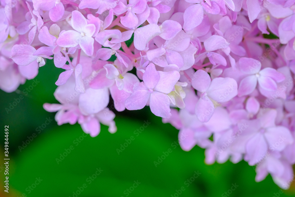 Flower background, Purple flower, flower for photo frame, stock flower photo, free flower photos, stock flower photos, bouquet flower Flower background, Purple flower, flower for photo frame, stock flower photo, free flower photos, stock flower photos, bouquet flower