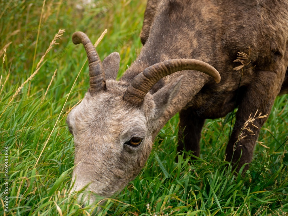 Fototapeta premium Wild young goat, wildlife in the Banff National Park.