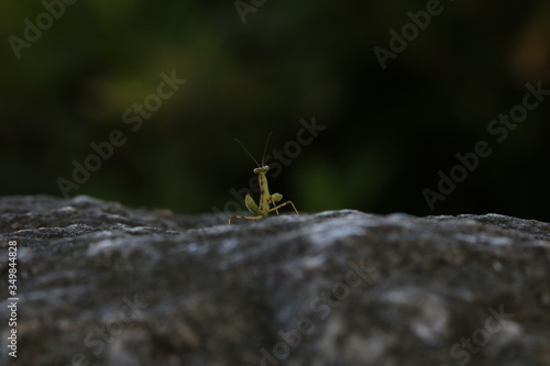 Mantis baby walking alone photo