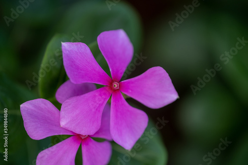 Purple flower  flower for photo frame  stock flower photo  free flower photos  stock flower photos