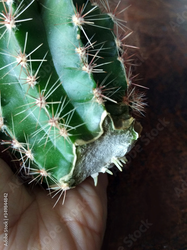 Cactus cutting with a knife and taking roots in the air before planting into the pot. Cacti propagation photo, callous formation on the cactus chunk