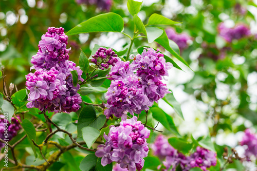 Color is on a lilac tree with the washed out back background