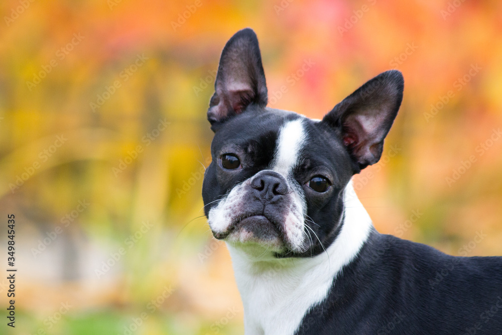 Boston terrier dog female outside. Dog in beautiful red and yellow park outside.