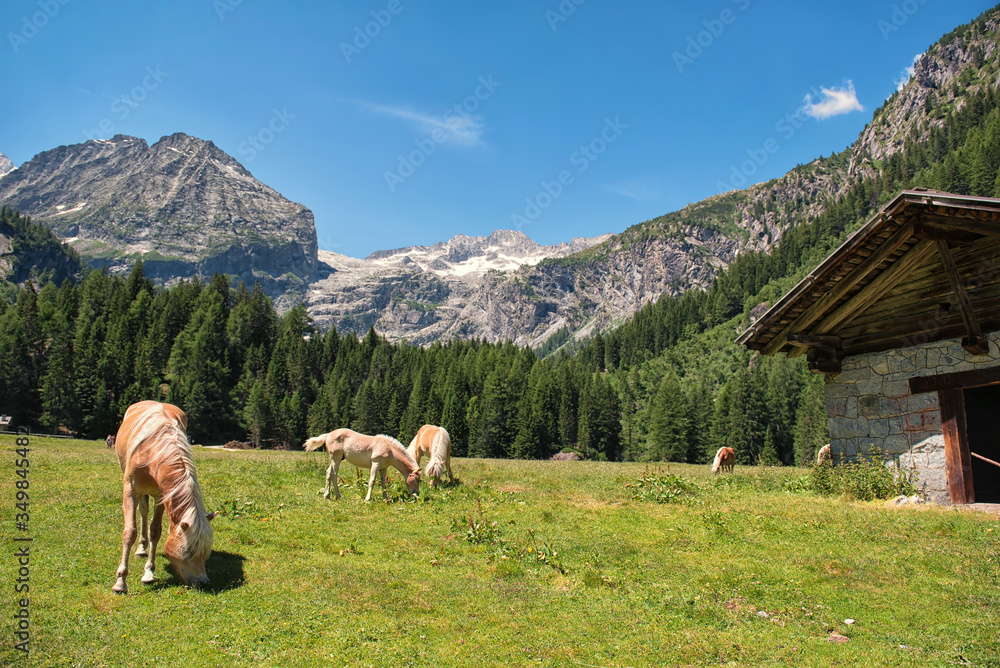 Landscape in Italy Trentino Dolomites Val di Genova Horses 