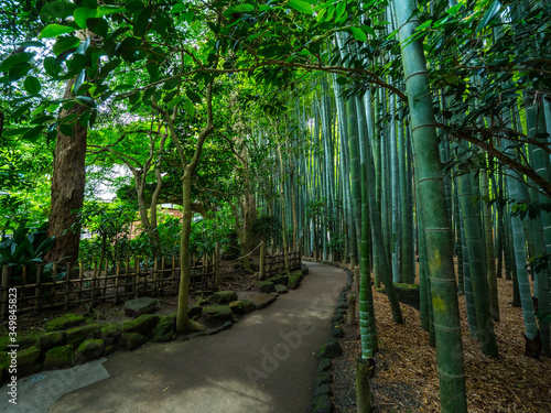 Bamboo Forest in Japan - a wonderful place for recreation - TOKYO   JAPAN - JUNE 17  2018