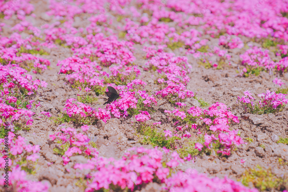 Pink flowers attract a black butterfly Pink flowers attract a black butterfly
