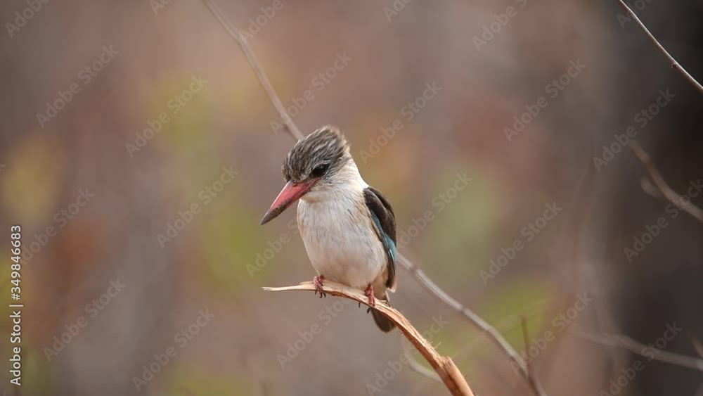 Forest kingfisher perched on tree in the wilderness of Africa Forest kingfisher perched on tree in the wilderness of Africa