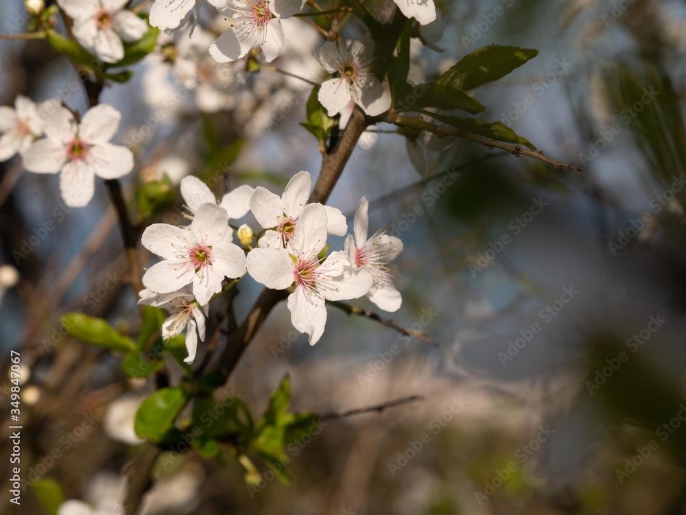 Obraz premium Spring flowers at the beach of the Baltic Sea in Timmendorfer Strand, Germany.