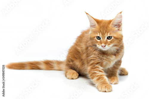 Maine Coon kitten on a white background in the Studio
