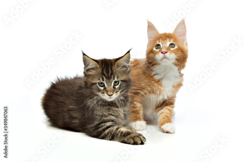Two friendly small maine coons kittens on a white background.