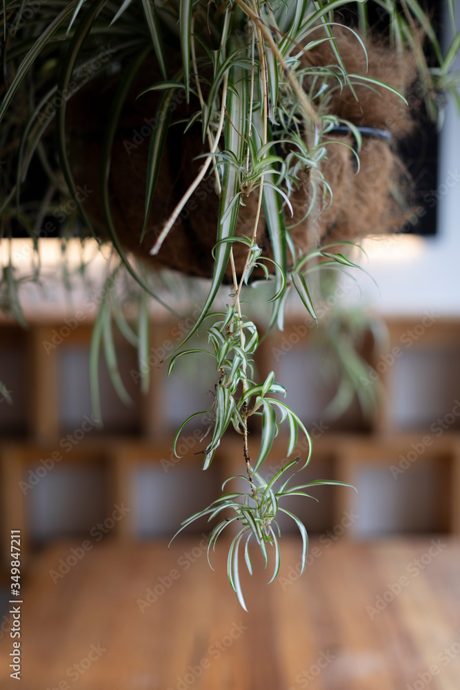 Obraz premium plant in a pot