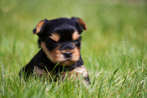 Cute little yourkie posing in the garden. Yourkshire terrier puppy