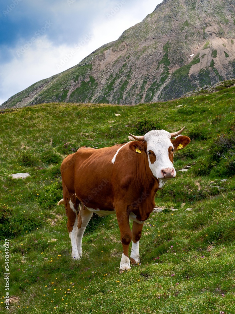 Brown and white dairy cow eating green grass on a mountain with cloudy sky.