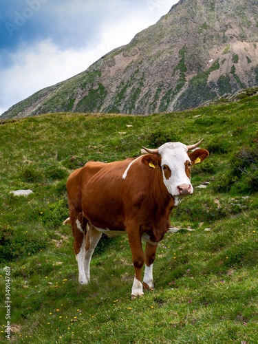 Brown and white dairy cow eating green grass on a mountain with cloudy sky.