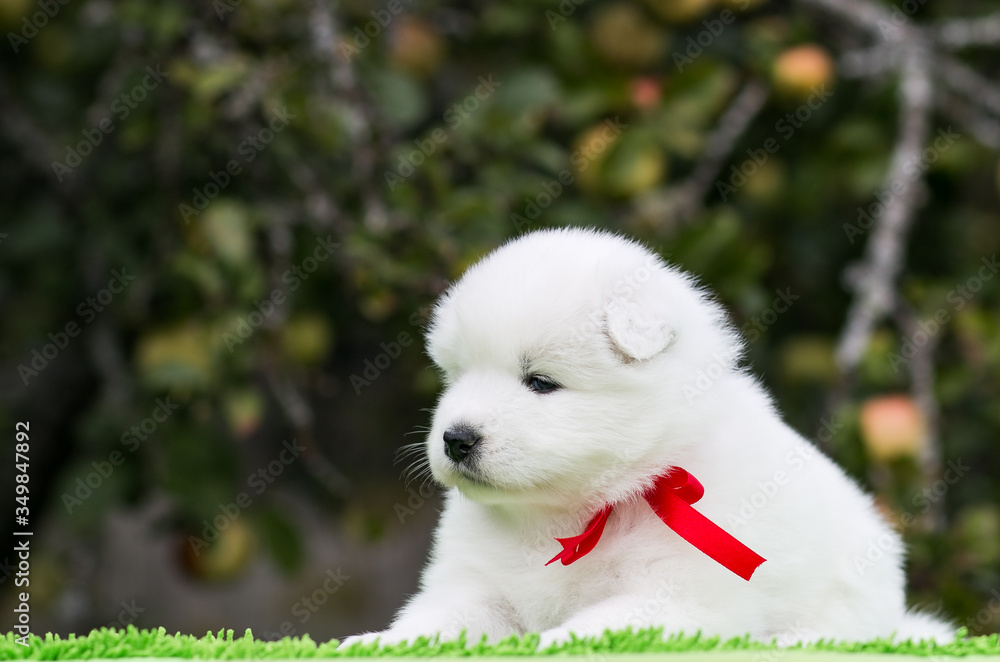 Samoyed dog posing in the beautiful park. Samoyed dog posing in the beautiful park.